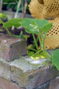 pflanzen ernten naschen Urban Gardening denn Sommerzeit ist Balkonzeit meinkleinergarten 10