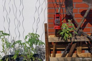 pflanzen ernten naschen Urban Gardening denn Sommerzeit ist Balkonzeit meinkleinergarten 19