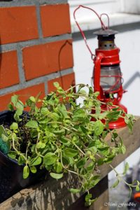 pflanzen ernten naschen Urban Gardening denn Sommerzeit ist Balkonzeit meinkleinergarten 2